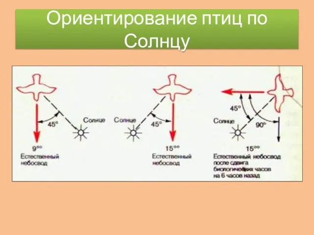 Ориентирование птиц по Солнцу