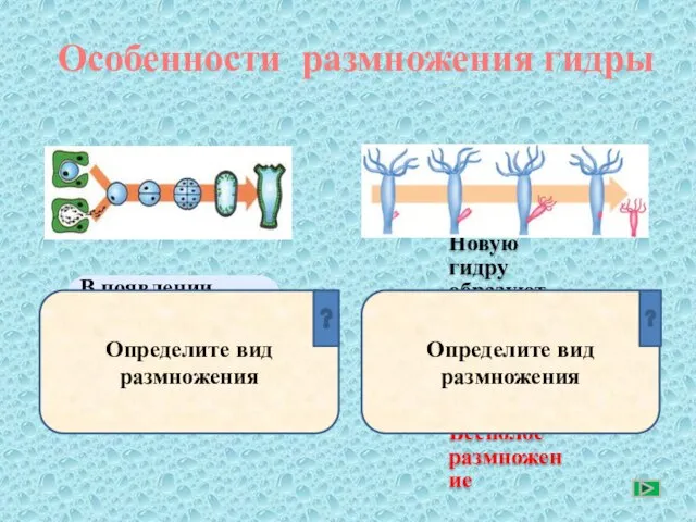 Особенности размножения гидры Определите вид размножения Определите вид размножения