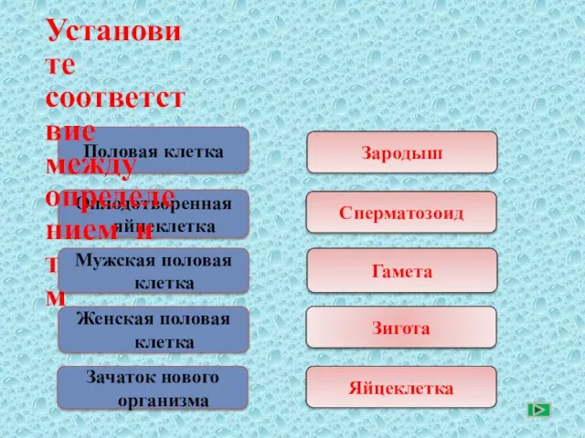 Половая клетка Оплодотворенная яйцеклетка Женская половая клетка Зачаток нового организма Зародыш Сперматозоид