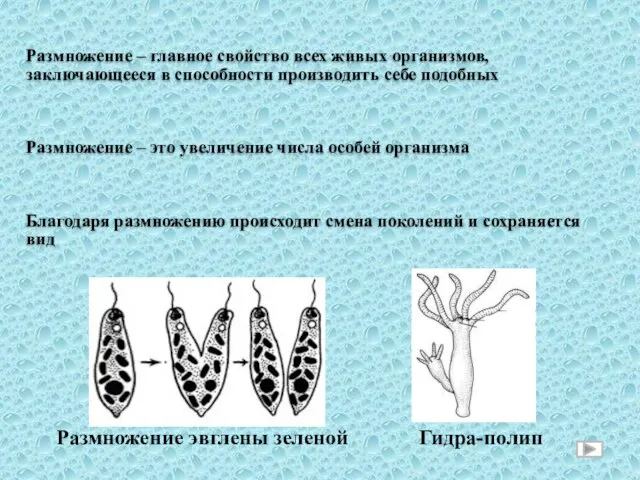 Размножение эвглены зеленой Гидра-полип