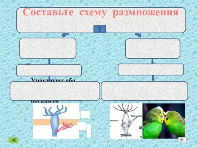 Размножение ПОЛОВОЕ БЕСПОЛОЕ Составьте схему размножения