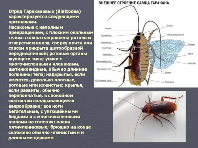 Отряд Таракановых (Вlattodea) характеризуется следующими признаками. Насекомые с неполным превращением, с плоским