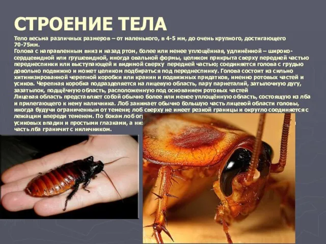 СТРОЕНИЕ ТЕЛА Тело весьма различных размеров – от маленького, в 4-5 мм,