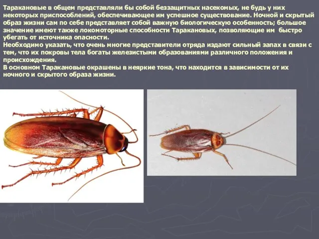 Таракановые в общем представляли бы собой беззащитных насекомых, не будь у них