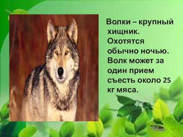 Волки – крупный хищник. Охотятся обычно ночью. Волк может за один прием