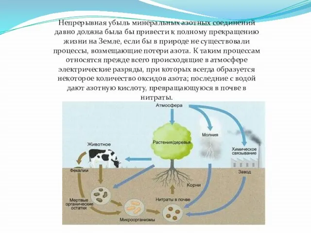 Непрерывная убыль минеральных азотных соединений давно должна была бы привести к полному