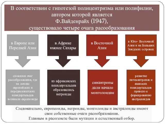 Следовательно, европеоиды, негроиды, монголоиды и австралоиды имеют свои собственные очаги расообразования. Главным