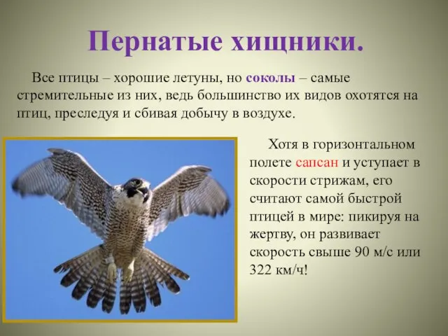 Пернатые хищники. Все птицы – хорошие летуны, но соколы – самые стремительные