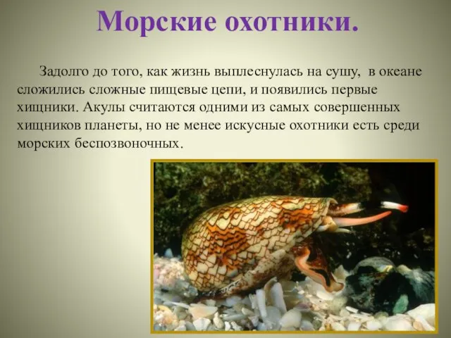 Задолго до того, как жизнь выплеснулась на сушу, в океане сложились сложные