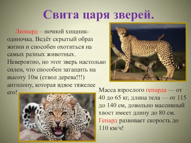 Свита царя зверей. Масса взрослого гепарда — от 40 до 65 кг,