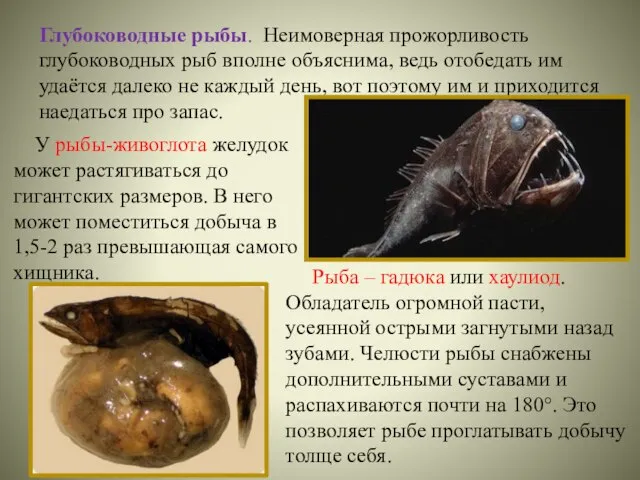 Глубоководные рыбы. Неимоверная прожорливость глубоководных рыб вполне объяснима, ведь отобедать им удаётся