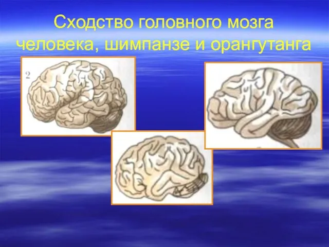 Сходство головного мозга человека, шимпанзе и орангутанга