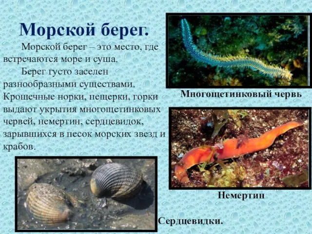 Морской берег. Морской берег – это место, где встречаются море и суша.