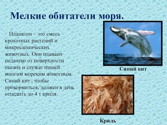 Мелкие обитатели моря. Планктон – это смесь крохотных растений и микроскопических животных.