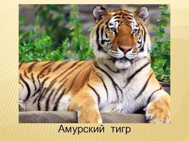 Амурский тигр