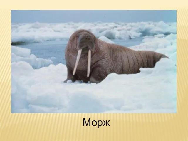 Морж