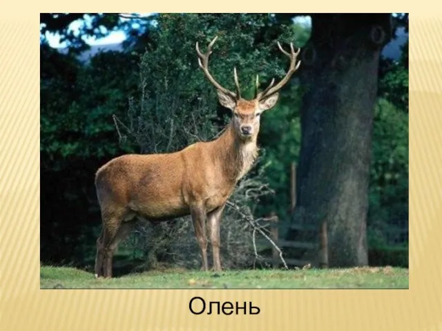 Олень