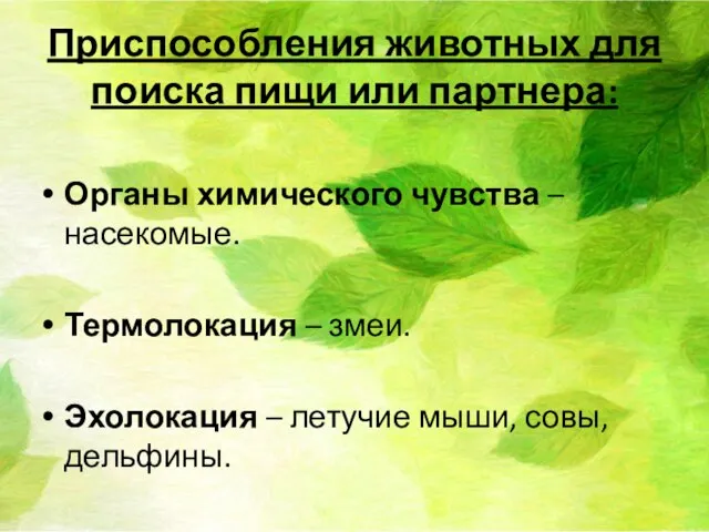 Приспособления животных для поиска пищи или партнера: Органы химического чувства – насекомые.