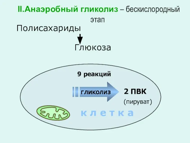 Глюкоза Полисахариды 2 ПВК II.Анаэробный гликолиз – бескислородный этап к л е