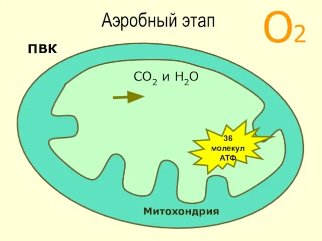 О2 Митохондрия ПВК СО2 и Н2О 36 молекул АТФ Аэробный этап