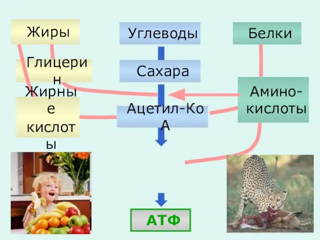 Жиры Белки Углеводы АТФ Глицерин Жирные кислоты Амино-кислоты Сахара Ацетил-Ко А