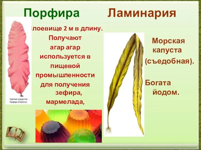 Порфира Ламинария Слоевище 2 м в длину. Получают агар агар используется в