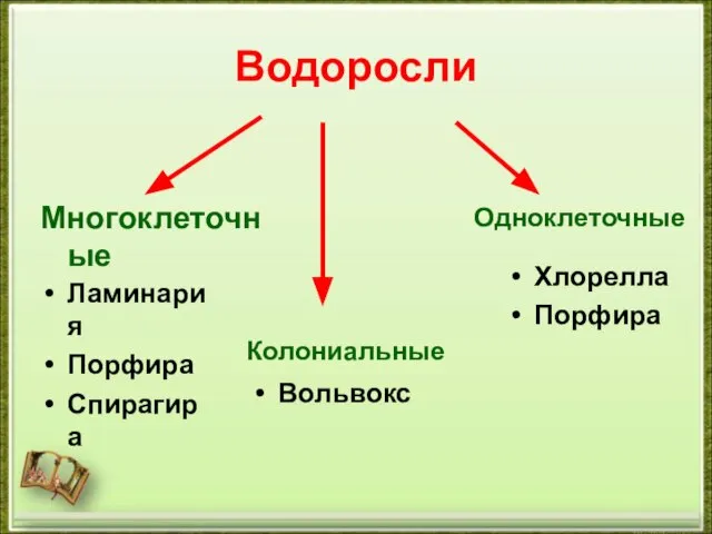 Водоросли Многоклеточные Одноклеточные Колониальные Ламинария Порфира Спирагира Вольвокс Хлорелла Порфира