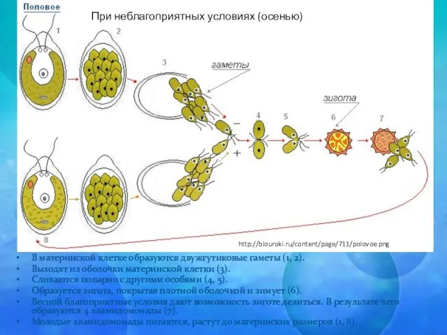 В материнской клетке образуются двужгутиковые гаметы (1, 2). Выходят из оболочки материнской