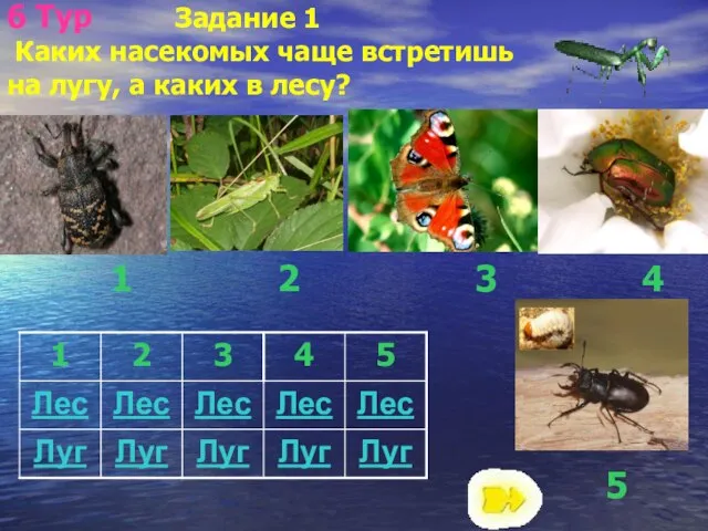 5 1 2 3 4 6 Тур Задание 1 Каких насекомых чаще