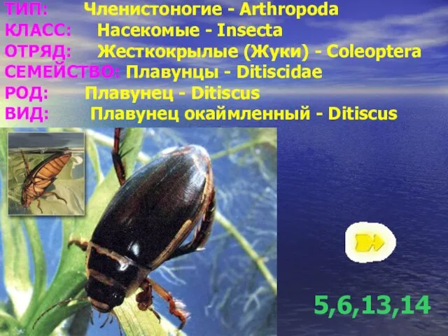 ТИП: Членистоногие - Arthropoda КЛАСС: Насекомые - Insecta ОТРЯД: Жесткокрылые (Жуки) -