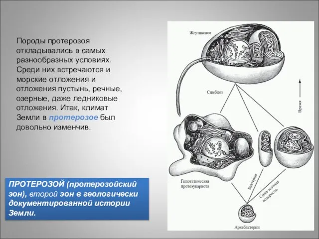 Породы протерозоя откладывались в самых разнообразных условиях. Среди них встречаются и морские