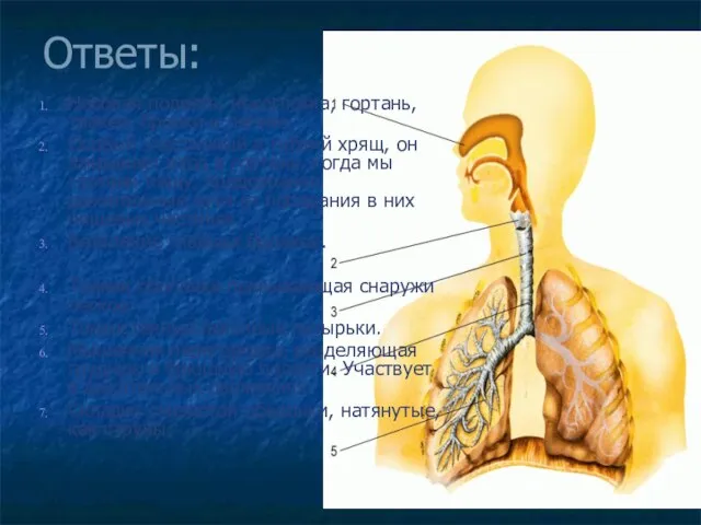 Ответы: Носовая полость, носоглотка, гортань, трахея, бронхи и легкие. Особый эластичный и