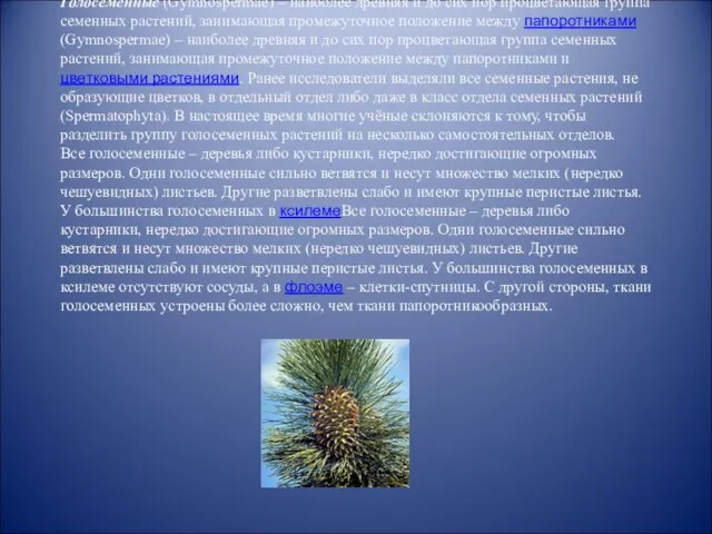 4.3.1. Строение голосеменных Голосеменные (Gymnospermae) – наиболее древняя и до сих пор