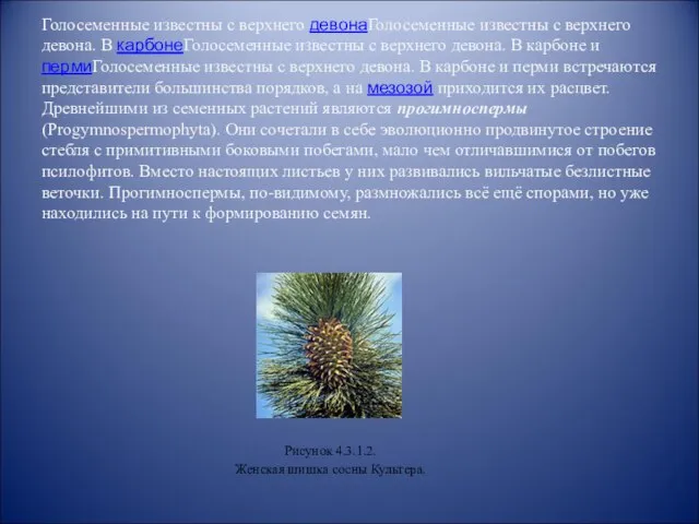 Голосеменные известны с верхнего девонаГолосеменные известны с верхнего девона. В карбонеГолосеменные известны