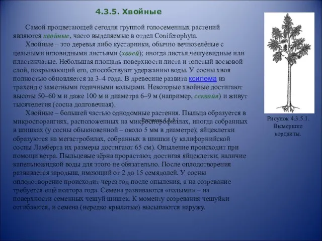 4.3.5. Хвойные Самой процветающей сегодня группой голосеменных растений являются хвойные, часто выделяемые