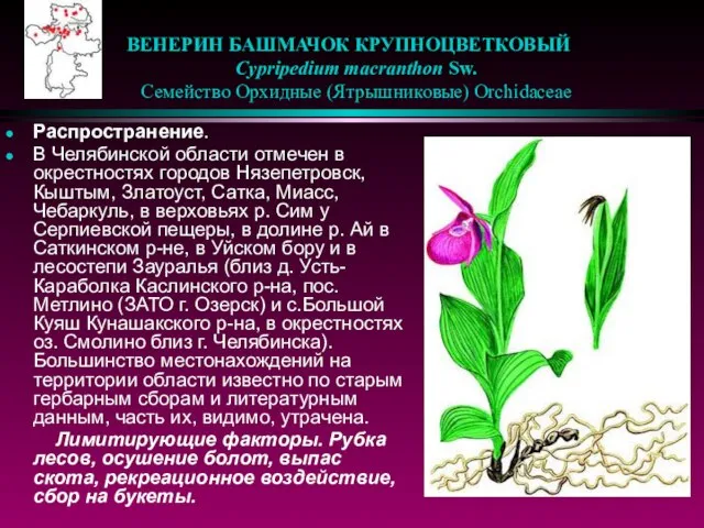 ВЕНЕРИН БАШМАЧОК КРУПНОЦВЕТКОВЫЙ Cypripedium macranthon Sw. Семейство Орхидные (Ятрышниковые) Orchidaceae Распространение. В