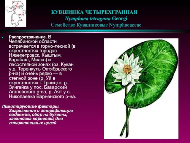 КУВШИНКА ЧЕТЫРЕХГРАННАЯ Nymphaea tetragona Georgi Семейство Кувшинковые Nymphaeaceae Распространение. В Челябинской области