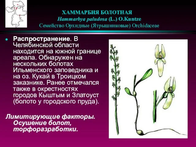 ХАММАРБИЯ БОЛОТНАЯ Hammarbya paludosa (L.) O.Kuntze Семейство Орхидные (Ятрышниковые) Orchidaceae Распространение. В