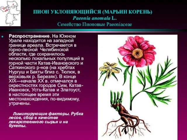 ПИОН УКЛОНЯЮЩИЙСЯ (МАРЬИН КОРЕНЬ) Paeonia anomala L. Семейство Пионовые Paeoniaceae Распространение. На