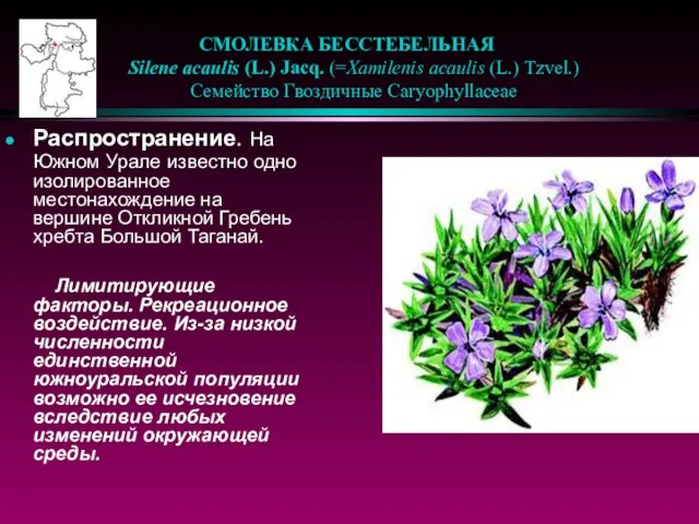 СМОЛЕВКА БЕССТЕБЕЛЬНАЯ Silene acaulis (L.) Jacq. (=Xamilenis acaulis (L.) Tzvel.) Семейство Гвоздичные