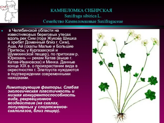 КАМНЕЛОМКА СИБИРСКАЯ Saxifraga sibirica L. Семейство Камнеломковые Saxifragaceae в Челябинской области на