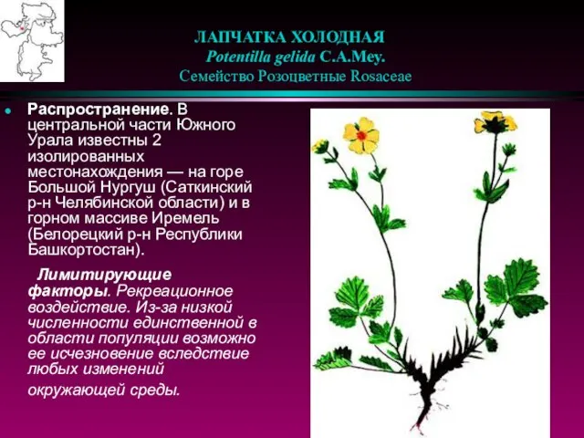 ЛАПЧАТКА ХОЛОДНАЯ Potentilla gelida C.A.Mey. Семейство Розоцветные Rosaceae Распространение. В центральной части