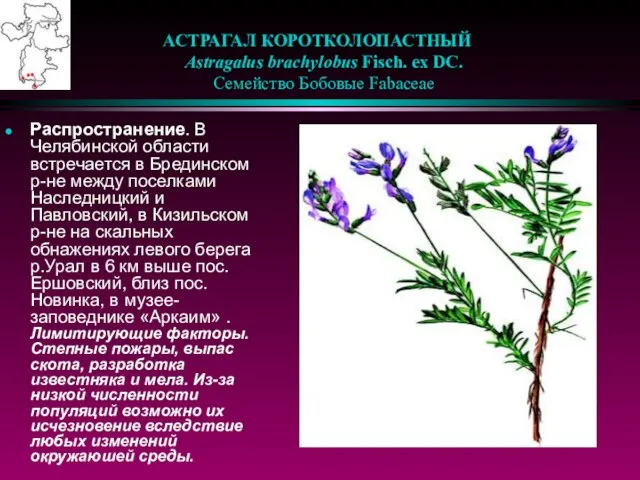 АСТРАГАЛ КОРОТКОЛОПАСТНЫЙ Astragalus brachylobus Fisch. ex DC. Семейство Бобовые Fabaceae Распространение. В