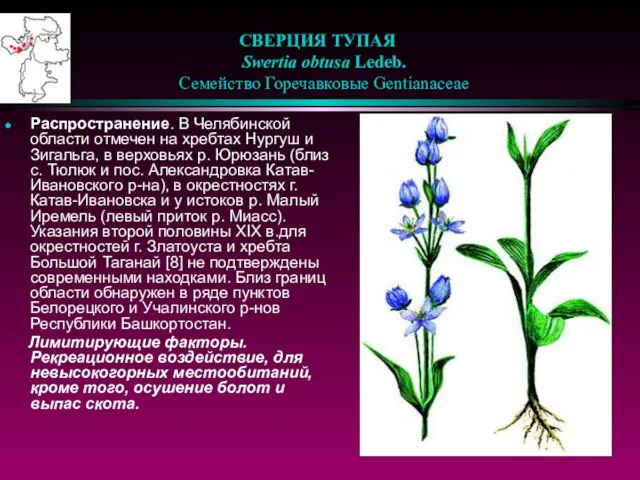 СВЕРЦИЯ ТУПАЯ Swertia obtusa Ledeb. Семейство Горечавковые Gentianaceae Распространение. В Челябинской области