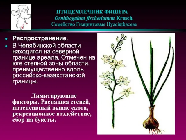 ПТИЦЕМЛЕЧНИК ФИШЕРА Ornithogalum fischerianum Krasch. Семейство Гиацинтовые Hyacinthaceae Распространение. В Челябинской области