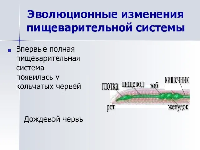 Эволюционные изменения пищеварительной системы Впервые полная пищеварительная система появилась у кольчатых червей