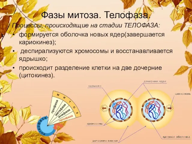 Фазы митоза. Телофаза. Процессы, происходящие на стадии ТЕЛОФАЗА: формируется оболочка новых ядер(завершается