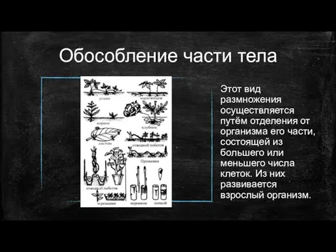 Обособление части тела Этот вид размножения осуществляется путём отделения от организма его