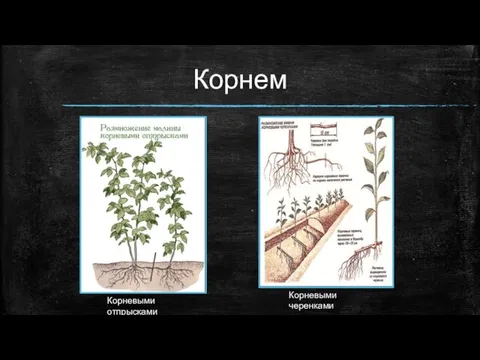 Корнем Корневыми отпрысками Корневыми черенками