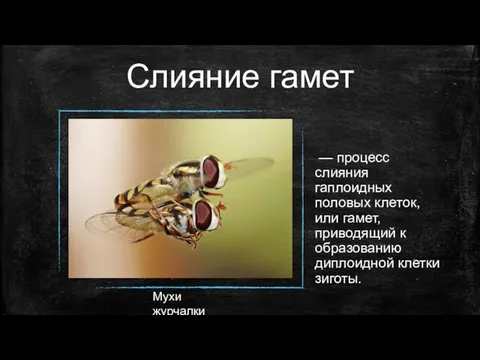 Слияние гамет — процесс слияния гаплоидных половых клеток, или гамет, приводящий к